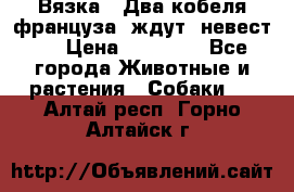  Вязка ! Два кобеля француза ,ждут  невест.. › Цена ­ 11 000 - Все города Животные и растения » Собаки   . Алтай респ.,Горно-Алтайск г.